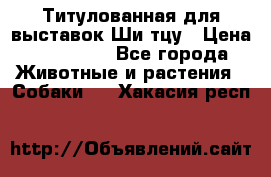 Титулованная для выставок Ши-тцу › Цена ­ 100 000 - Все города Животные и растения » Собаки   . Хакасия респ.